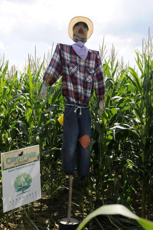 A scarecrow stands tall above the corn Saturday, Sept. 28, 2013 at The Corn Maze of LSU AgCenter Botanic Gardens at Burden.