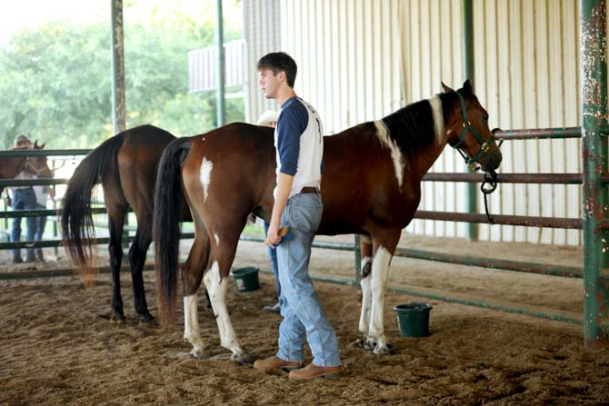 LSU animal science sophomore, Phillip Stelly, grooms Shaylah Tuesday, Sept. 10, 2013 during a Horsemanship course offered through LSU at the BREC Farr Park.