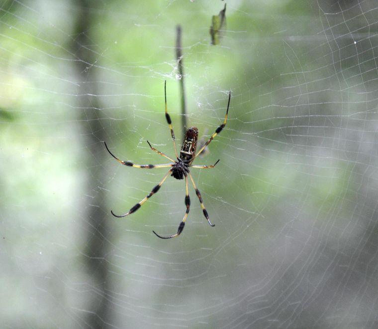 A spider poised on her web in the Grace Episcopal Church cemetery in St. Francisville, Louisiana.