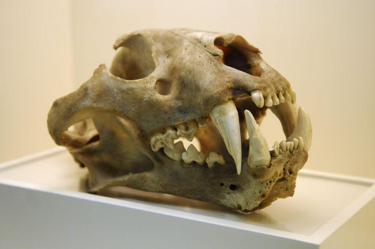 The skull of Mike I is a feature of the exhibit Mike The Tiger: A Roaring History located in the LSU Museum of Natural Science in 119 Foster Hall.