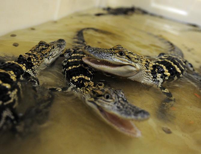 Alligators swim in their enclosure Aug. 22, 2013 at the LSU&#160;AgCenter Aquaculture Research Station on Ben Hur Road.
&#160;