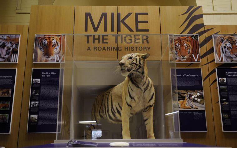 Mike I is displayed in the exhibit Mike The Tiger: A Roaring History at the LSU Museum of Natural Science located in 119 Foster Hall.