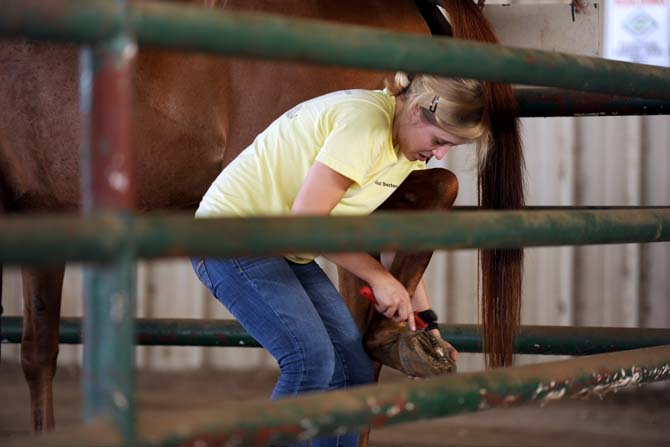 LSU animal science sophomore, Lindsey Owens, grooms Jewel, Tuesday Sept. 10, 2013 at BREC's Farr Park during the LSU Horsemanship course. *waiting on her to email me back to confirm that shes a sohp. but according to LSU articles in animal science she is a soph, just forgot to check with her at the event****