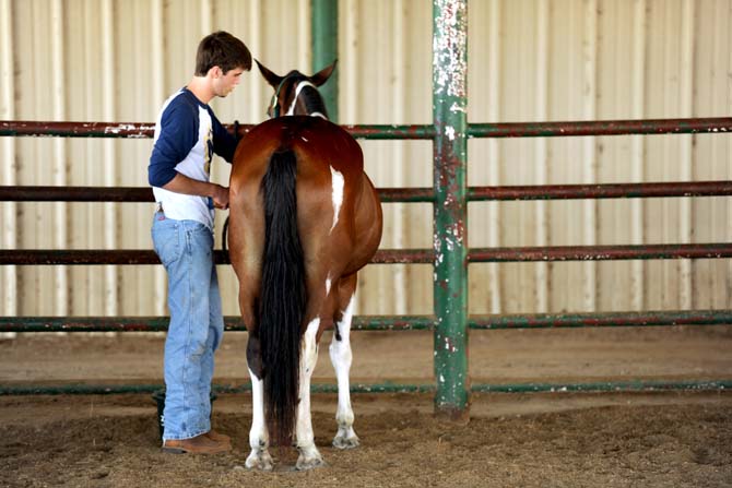 LSU animal science sophomore, Phillip Stelly, grooms Shaylah Tuesday, Sept. 10, 2013 during a Horsemanship course offered through LSU at the BREC Farr Park.