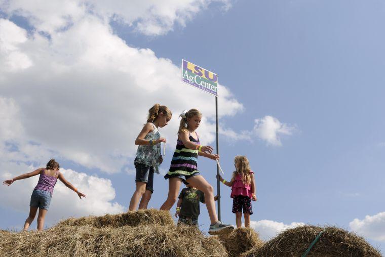 Children play 'King of the Hill' on the hay mountain Saturday, Sept. 28, 2013 at the LSU AgCenter Botanic Garden Corn Maze.