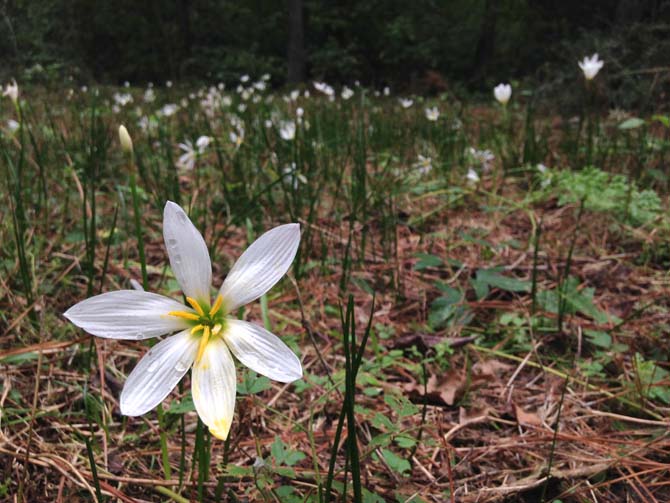 Wild flowers bloom Monday in an abandoned field just in time for October.