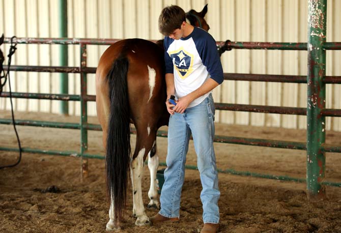 LSU animal science sophomore, Phillip Stelly, grooms Shaylah Tuesday, Sept. 10, 2013 during a Horsemanship course offered through LSU at the BREC Farr Park.