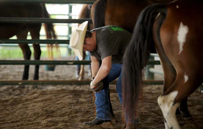 LSU animal science sophomore, Braxton Hartshorn, grooms Nick, Tuesday Sept. 10, 2013 at BREC's Farr Park during the LSU Horsemanship course.