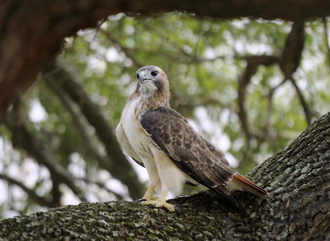 A red tailed hawk perches on a campus tree Friday, Oct. 18, 2013.