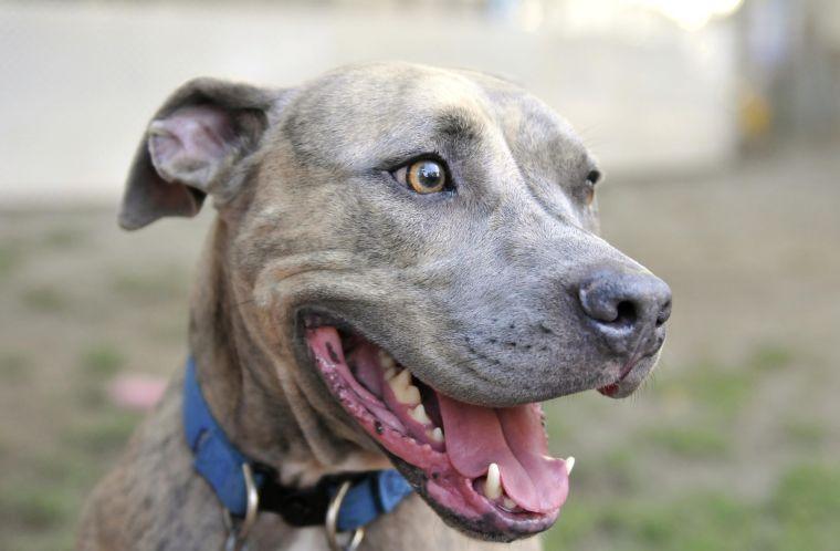 Hayes, a pitbull, is housed at Capital Area Animal Welfare Society.