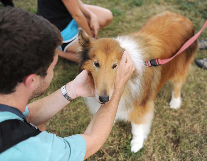 A collie meets a new friend Wednesday, October 16, 2013 at the KATs &amp; Dogs with Kappa Alpha Theta event on the Parade Grounds.