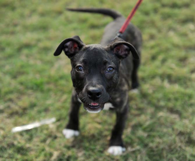 A pitbull puppy smiles at the camera Wednesday, October 16, 2013 at the KATs &amp; Dogs with Kappa Alpha Theta event on the Parade Grounds.