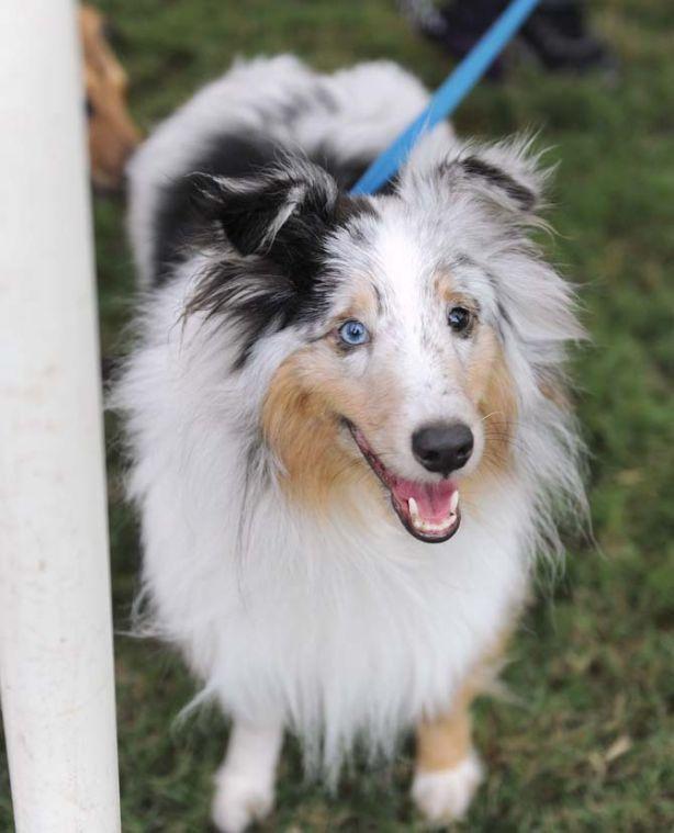 A dog smiles at the camera Wednesday, October 16, 2013 at the KATs &amp; Dogs with Kappa Alpha Theta event on the Parade Grounds.