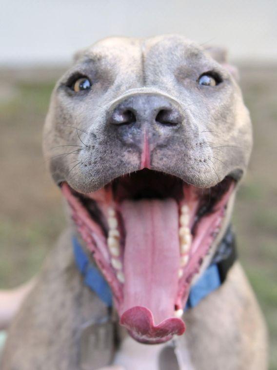 Hayes, a pitbull, is housed at Capital Area Animal Welfare Society.