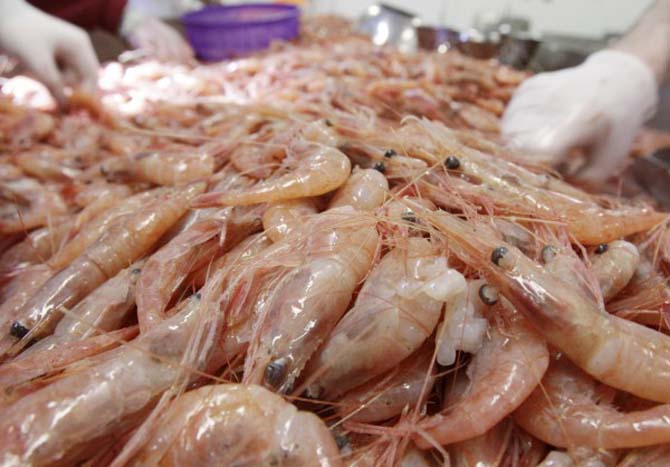 Freshly caught shrimp are seen at the Port Clyde Fresh Catch processing facility in Port Clyde on Tuesday. Officials with the Atlantic States Marine Fisheries Commission announced they will shut down the season on Feb. 28.