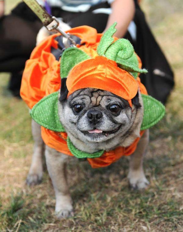 A pug wears a pumpkin costume Wednesday, October 16, 2013 at the KATs &amp; Dogs with Kappa Alpha Theta event on the Parade Grounds.