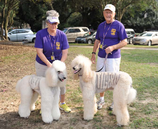 Tom and Nancy Hazlett display their spirited poodles Wednesday, October 16, 2013 on the Parade Grounds.