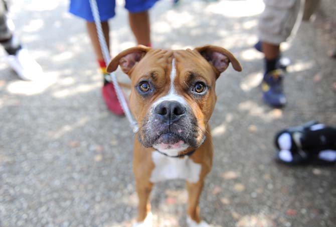 Chief the boxer hangs out in the quad Monday, Oct. 28, 2013 with his human.