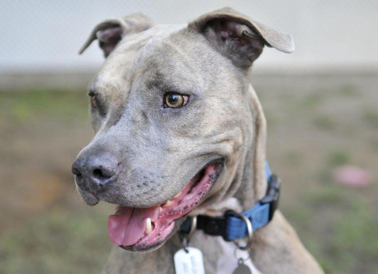 Hayes, a pitbull, is housed at Capital Area Animal Welfare Society.