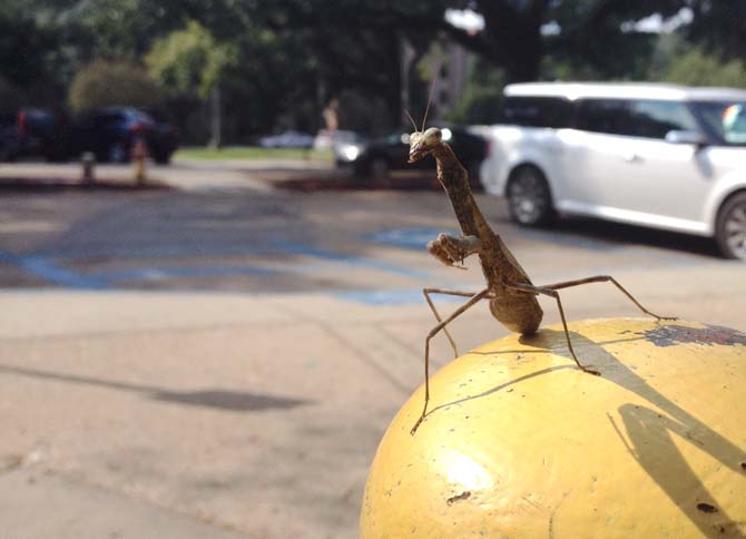 A praying mantis catches some rays Monday afternoon outside the Quad.