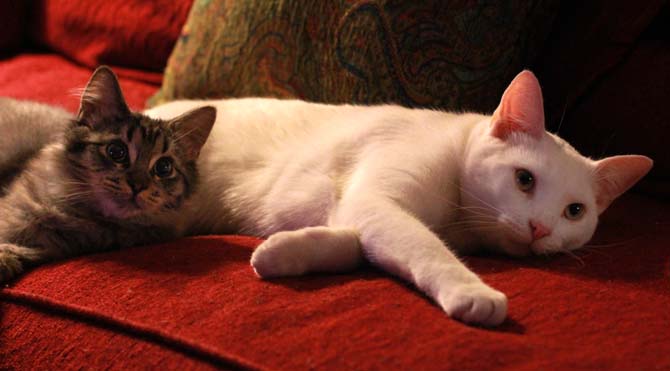 Cat friends Crosby (left) and Ares (right) snuggle and look up inquisitively. Studies show that having a pet or access to an animal helps improve both mental and physical health.