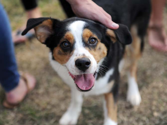 A dog smiles at the camera Wednesday, October 16, 2013 at the KATs &amp; Dogs with Kappa Alpha Theta event on the Parade Grounds.