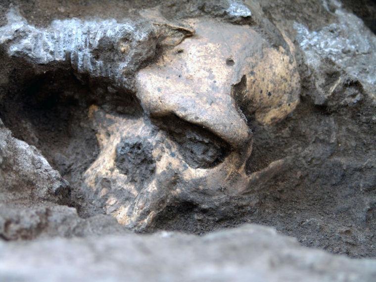 This 2005 photo shows a pre-human skull found in the ground at the medieval village Dmanisi, Georgia. The skull unites characteristics of early hominids.