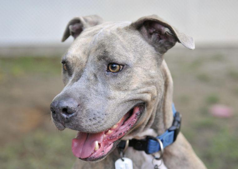 Hayes, a pitbull, is housed at Capital Area Animal Welfare Society.