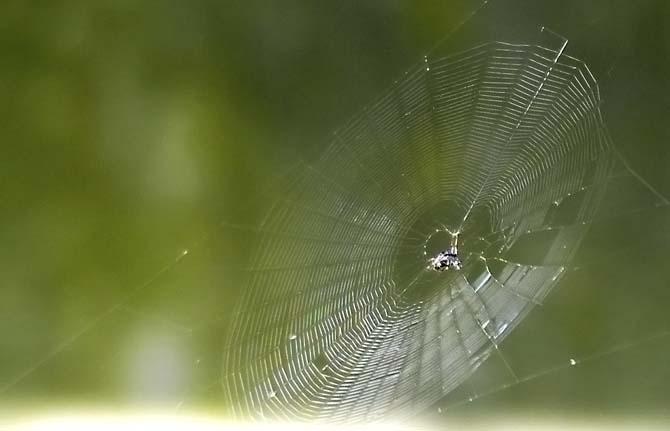 A spider patiently waits for its prey Thursday on a web near Hodges Hall.