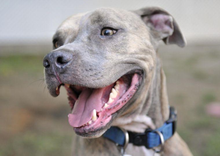 Hayes, a pitbull, is housed at Capital Area Animal Welfare Society.