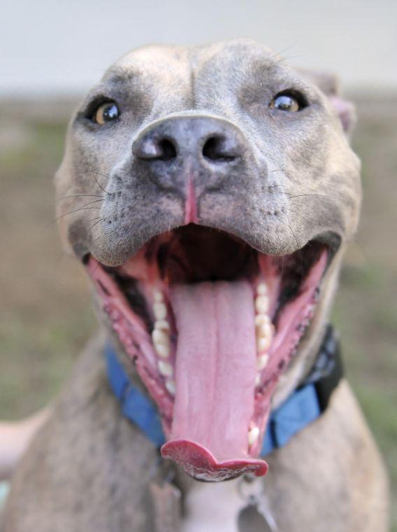 Hayes, a pitbull, is housed at Capital Area Animal Welfare Society.