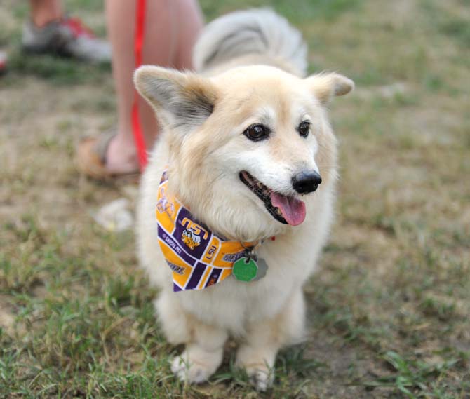 A corgi mix smiles at the camera Wednesday, October 16, 2013 at the KATs &amp; Dogs with Kappa Alpha Theta event on the Parade Grounds.