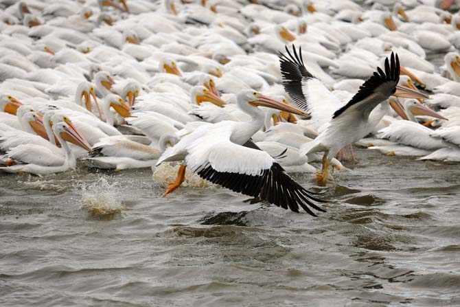 White Pelicans arrive in yearly migration