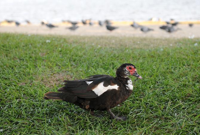 A duck waddles around in the grass on the shore of City Park Lake at the BREC City-Brooks Community Park .