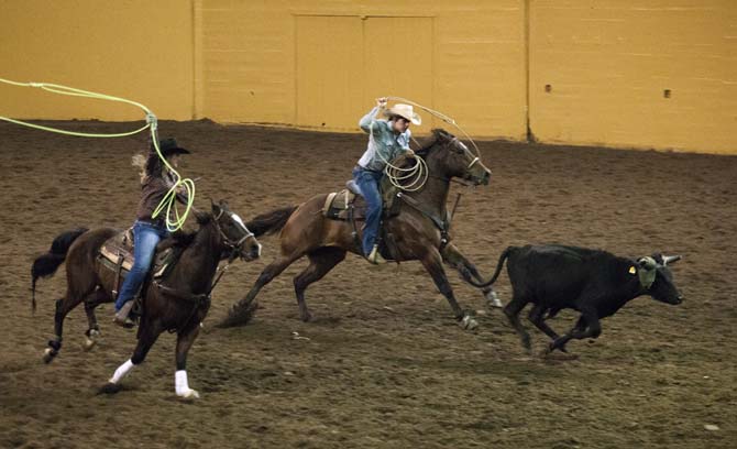 Two team ropers work together to capture a steer on Thursday, Nov. 21, 2013, during the Block and Bridle rodeo in the LSU Parker Coliseum.