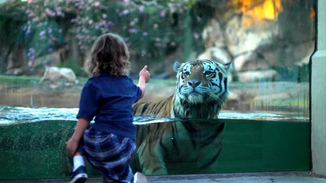 A child interacts with Mike the Tiger at his habitat Thursday evening.