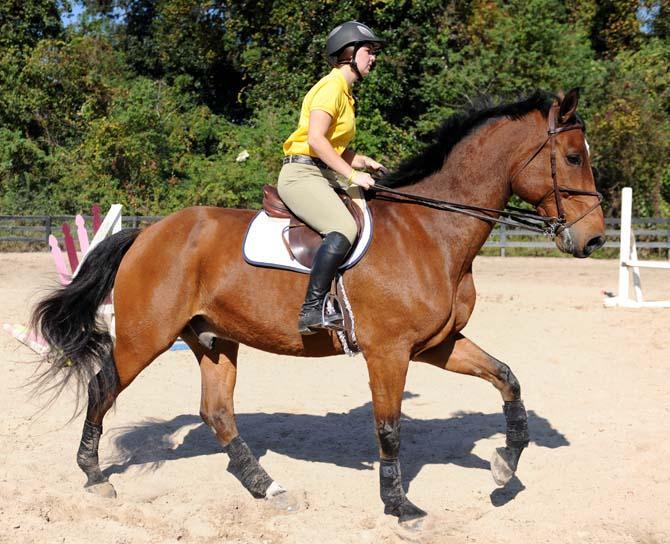 Two members of equestrian team have potential to reach nationals