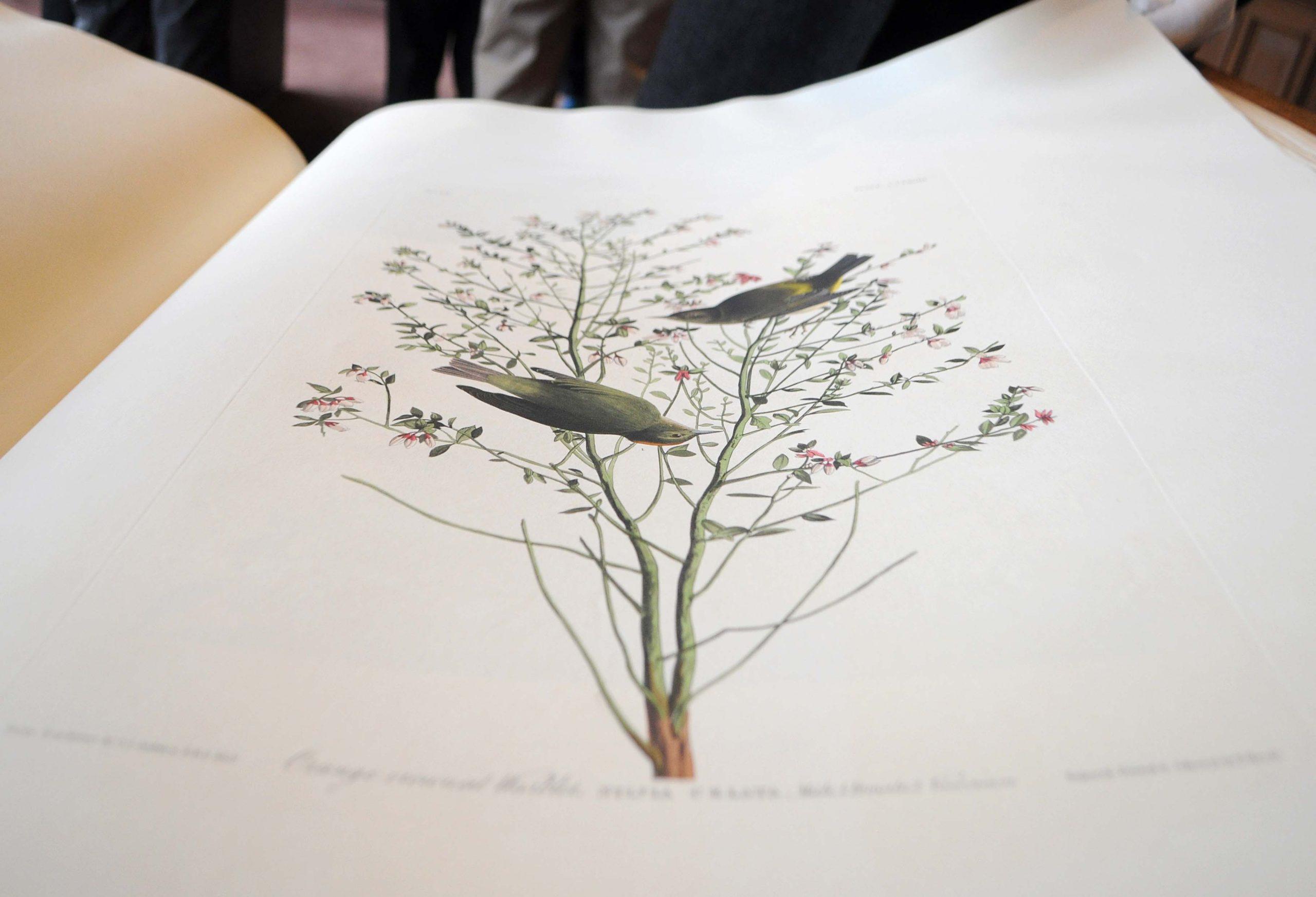 Taking Flight: Audubon Day showcases valued book collections