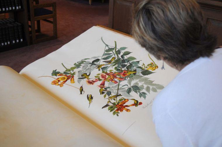 A woman gazes at one of four volumes of "Birds of America" on Nov. 16, 2013 during Audubon Day in Hill Memorial Library.