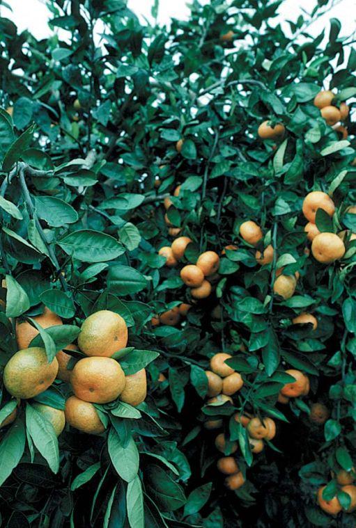 LSU AgCenter Citrus Research Station