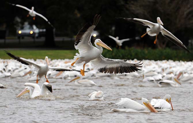 White Pelicans arrive in yearly migration