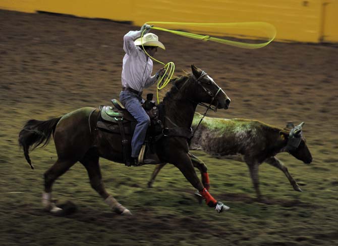 A team roper tries to catch a steer on Thursday, Nov. 21, 2013, during the Block and Bridle rodeo in the LSU Parker Coliseum.