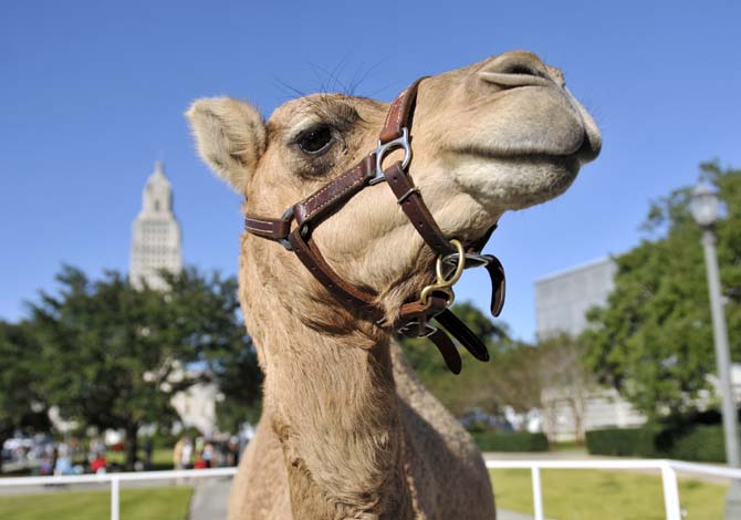 Bubbles the camel visits the 10th Annual Louisiana Book Festival on Saturday, November 2, 2013 in Downtown Baton Rouge.