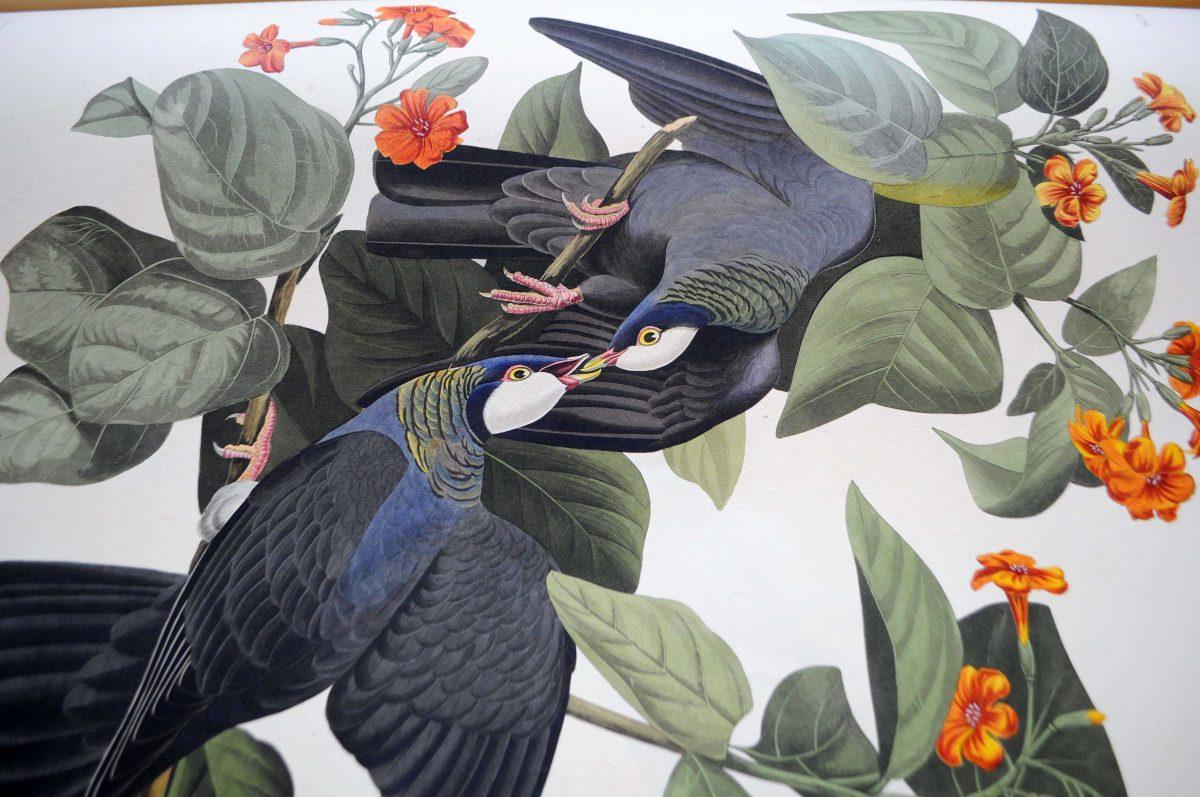 A detail of a painting inside a volume of "Birds of America" that was displayed during Audubon Day on Saturday, Nov. 16, 2013 in Hill Memorial Library.