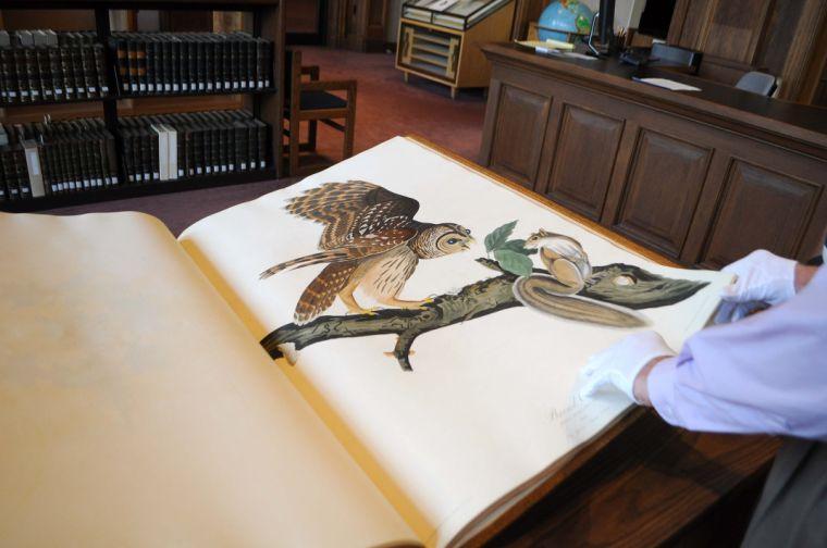 A painting of a Barred Owl in "Birds of America" is displayed Nov. 16, 2013 during Hill Memorial Library's Audubon Day.