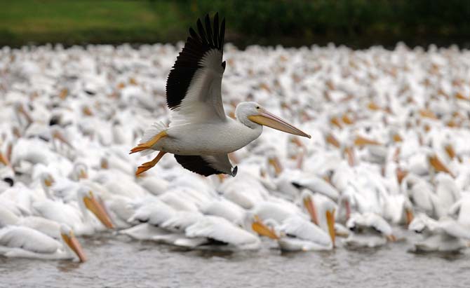 An American White Pelican flies over a squadron in City Park Lake on Tuesday, Nov. 19, 2013.