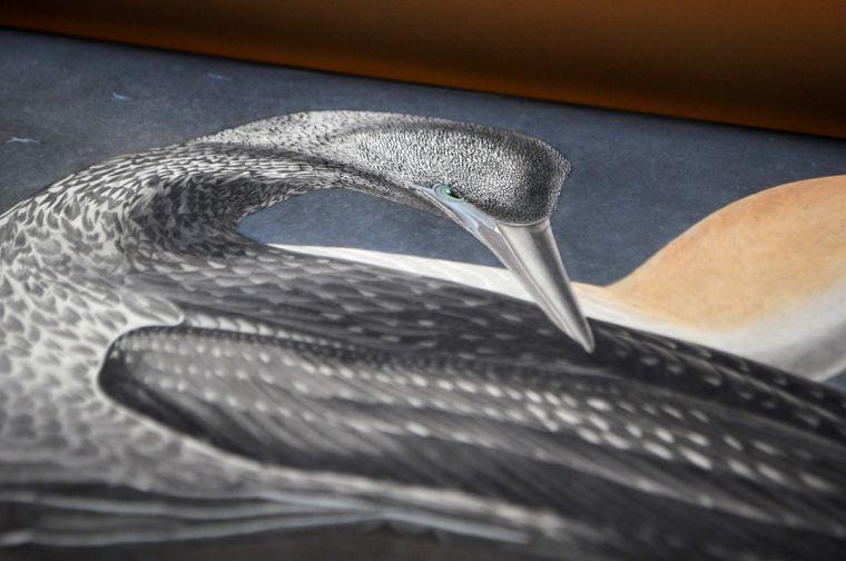 A detail of a painting inside "Birds of America" that was displayed during Audubon Day on Saturday, Nov. 16, 2013 in Hill Memorial Library.