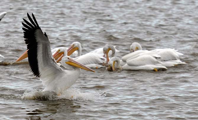 White Pelicans arrive in yearly migration