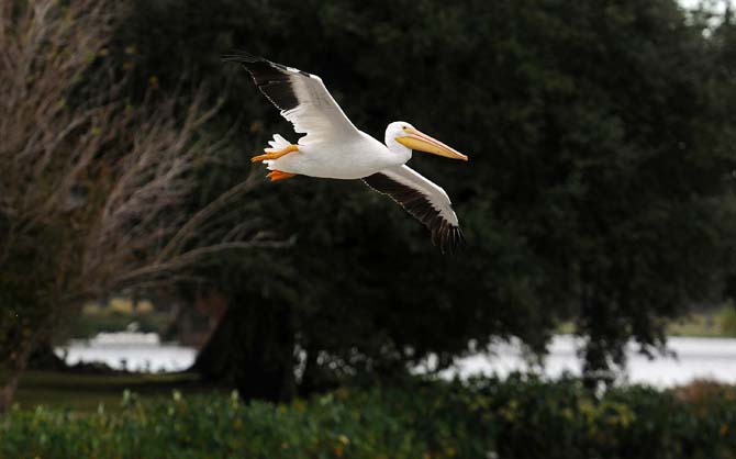 White Pelicans arrive in yearly migration