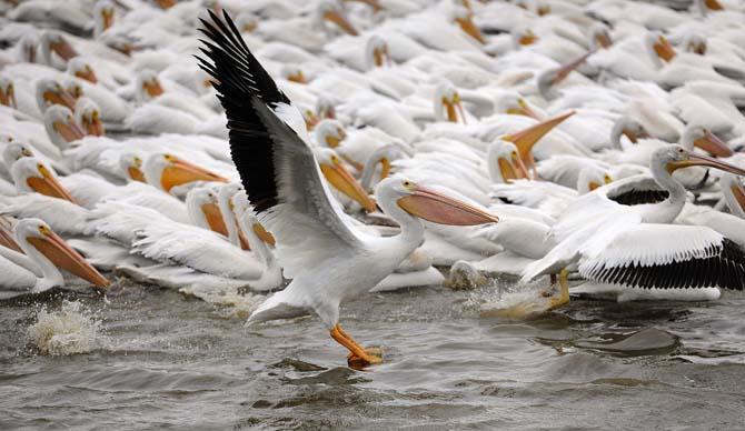 White Pelicans arrive in yearly migration